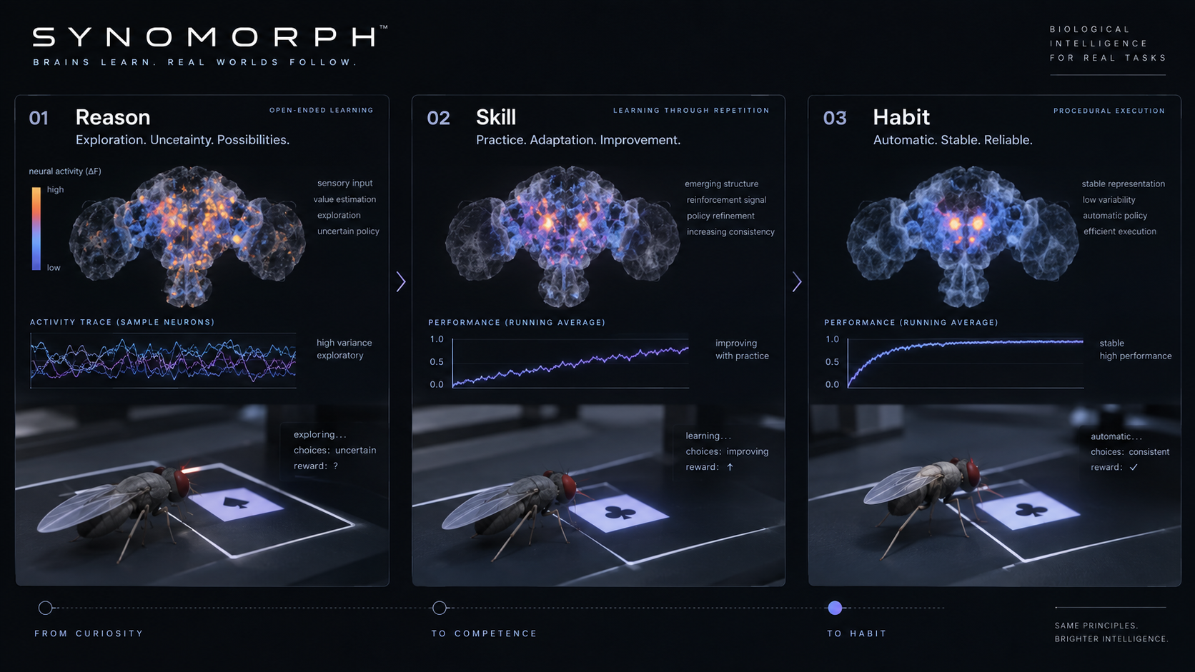 Synomorph learning cycles across reason, skill, and habit